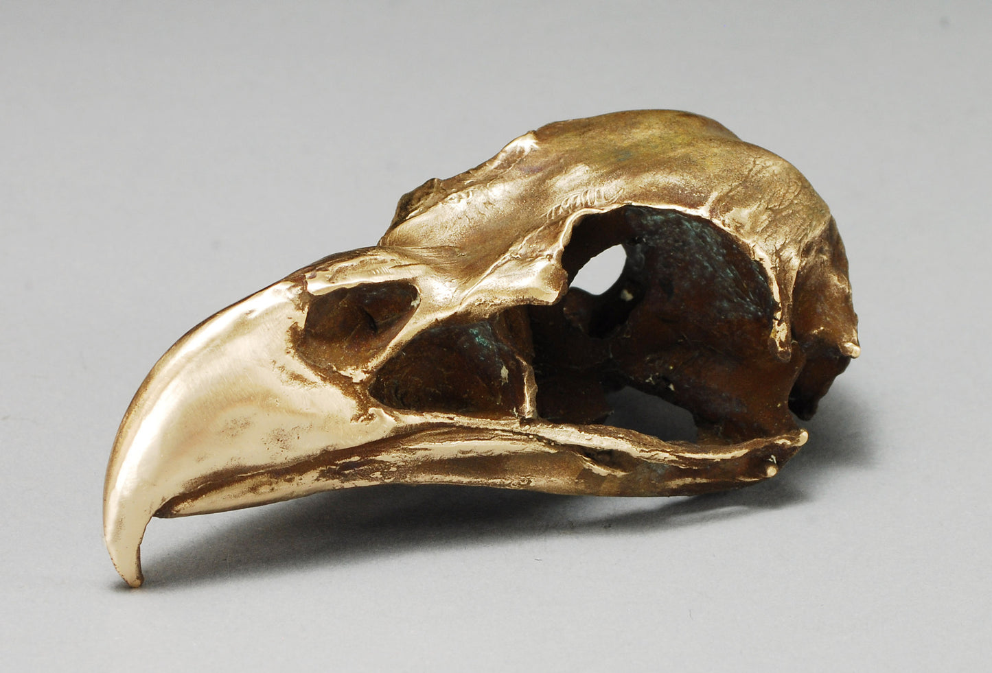 Bald Eagle Skull