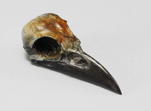 Crow Skull